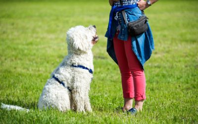 Eight Ways to Reward your Dog to Achieve Better Behaviours