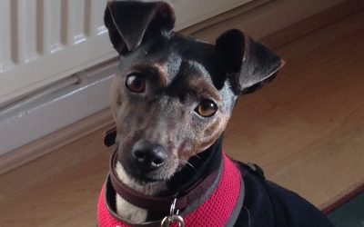 My Top Tips on Settling in your New Rescue Dog