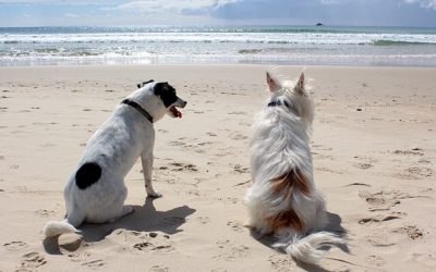 Breed Specific Puppy Socialisation