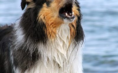 WOOF! WOOF! MY DOG KEEPS BARKING
