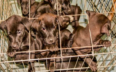 Buying a New Puppy – What you MUST know !