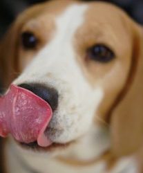 It’s All in the Lick of the Lip