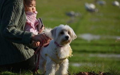 My Top Tips for the Arrival of Your New Baby and Your Dog