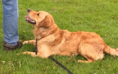 The ‘Stay’ Command -Teaching Tips