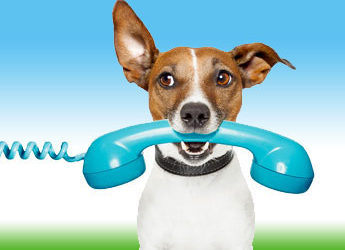 Online Meet Up’s – Dog and Behaviour Coach