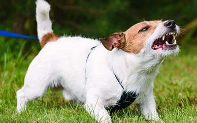 Is Your Dog’s ‘Stress Glass’ Over-Flowing?