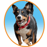 My dog won’t come back !!! – Poor Recall