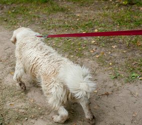 Walk the Walk- Lead Training