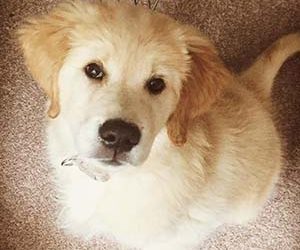 Your New Puppy’s First Two Weeks