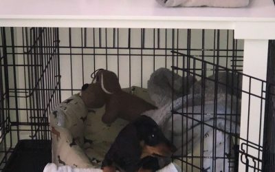 My Top Tips for Puppy’s First Nights at New Home – My Puppy Whines at Night