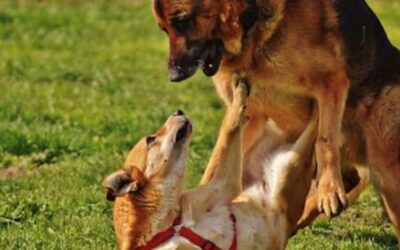 Is Commercial Centre Doggy Day Care Right for Your Dog?