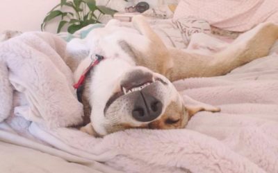 Bodhi & Me – Who Rescued Who?