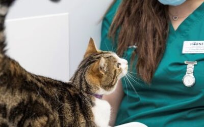Top Tips on Choosing the Best Veterinary Practice